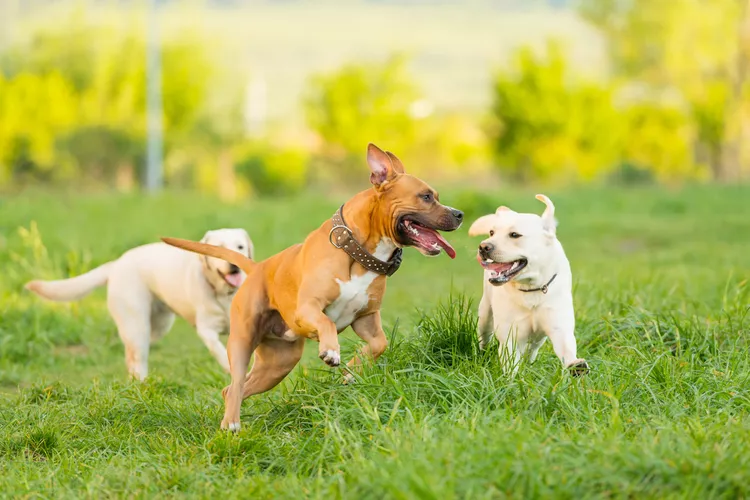 Mysterious New Dog Respiratory Illness Found in Several States While the cause of the disease is still unknown, here’s what you can do to keep your dog safe.