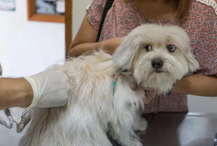 FDA Warns Vets of Serious Complications Linked to Common Dog Arthritis Drug Librela Adverse events reported include seizures, incontinence and even death.
